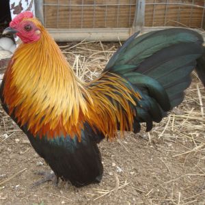 Brown Red Cock