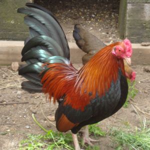 BBRed Cock