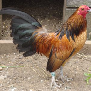 Quail Cock