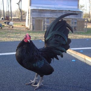 Black Cockerel