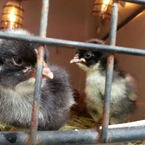 "YOU LOOKIN' AT ME???" My new little cuckoo marans.