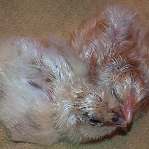 Polish/Silkie cross and probably part Light Sussex chicks, about 5 hours old.