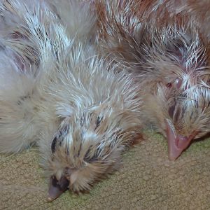 Sleepy time for baby chicks.