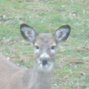This is one of the deer that visits my yard daily.  This is a little buck who liked looking into my bedroom window.