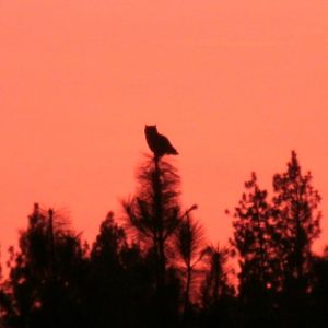 An owl in the top of a tree as the sun goes down