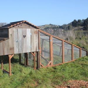 Exterior shot of the Bungalow Hen House and Run. The run is about 10 feet long and 4 feet wide.