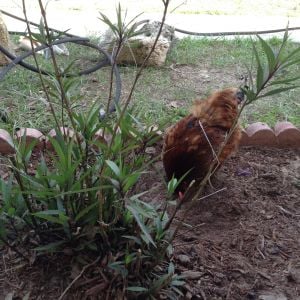 My chickens love to help me clean out flower beds.