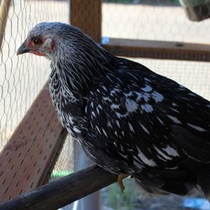 silver laced wyandotte