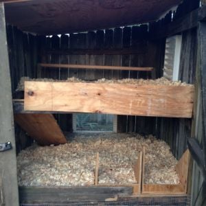 I went to get Hay from the feed store and learned chickens in the area were dying because they were trying to eat the hay and getting impaled....so i got some pine shavings!!!