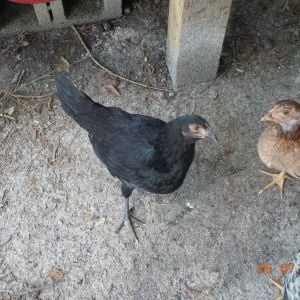 two of my game hens, Lucy & Bessie