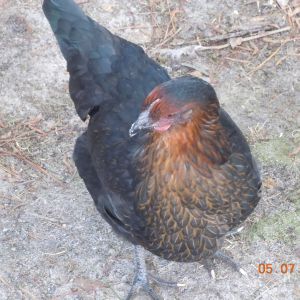 One of my Black Copper Marans, Mildred