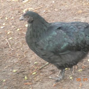 Nellie, one of my Black Copper Marans