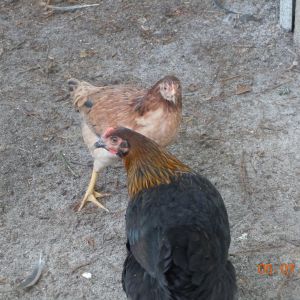 Bessie, the game hen, and Mabel, a Black Copper Marans