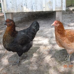 Black Copper Marans Mabel, and the Rhode Island Red/ Buff Orpington mix, Penny