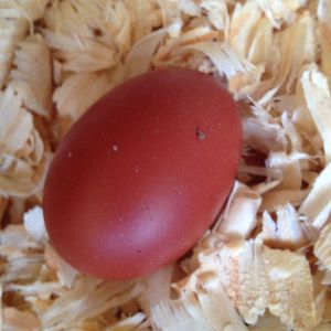 Sophia's first egg ever :)
