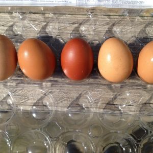 Sophia's first egg center. Large brown store eggs either side