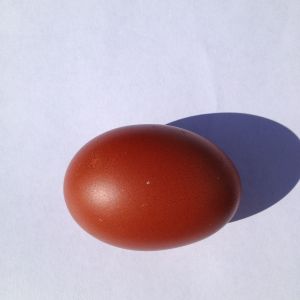 Sophia's first egg on white paper in sun