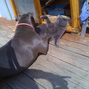 Noodle and Taj playing.