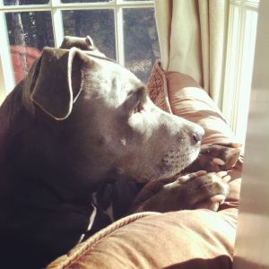 Waiting for dad to come home.