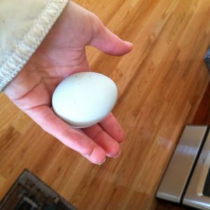Bella's blue egg