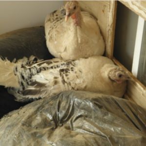 Two turkeys - one nest