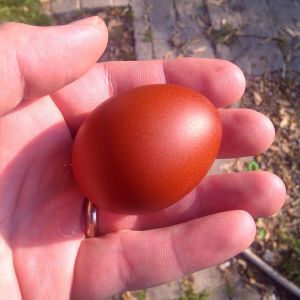 My marans have been giving me some awesome chocolate colored eggs!