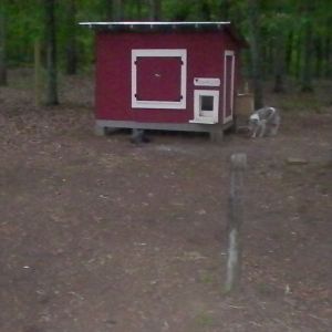 My coop