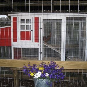 More of the coop and flowers.