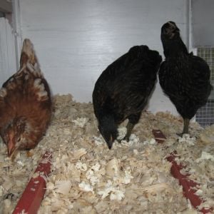 Pearl, Charlotte and Rose eating their bedtime snack, popcorn.