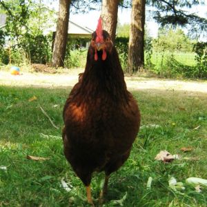 Rhode Island Red