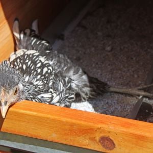 Lux is too lazy to come out of the hen house in the wind, so when I open the door she just lays on the floor in the little patch of sun.