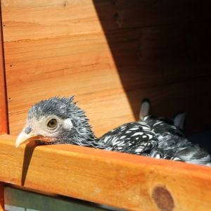 Lux has a whole sunny backyard to run around in, but she'd rather just sun-bathe in her hen house!