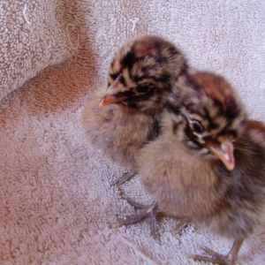 Lucy and Lizzie (Right)