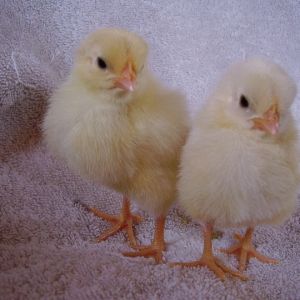 Alice and Annie (right)
