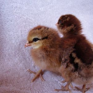 Amber (left) and Ellie