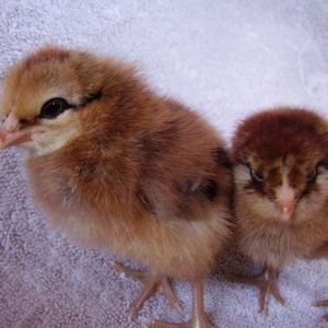 Amber (left) and Ellie