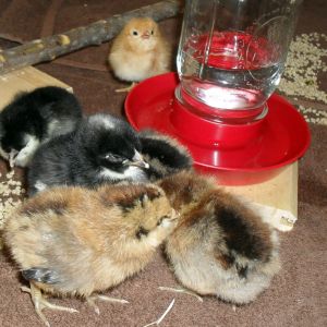 1 day old