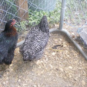 3 month old  black cooper Marans and an  barred rock