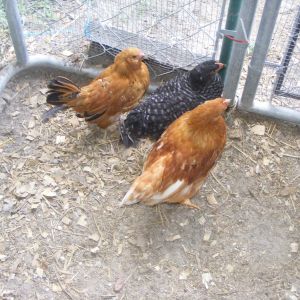 they are all 3 months old:  d'uccle, barred rock and a red sex link
