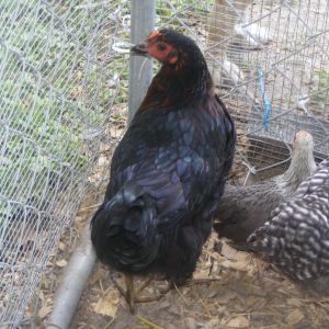 black copper marans, silver duckwing old English, and a barred rock