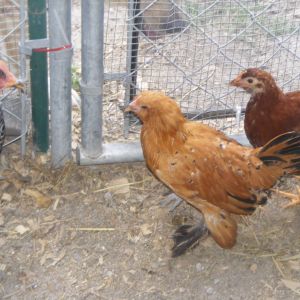 barred rock, d'uccle and a rhode island red