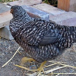 Henrietta