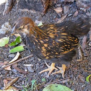 Winifred