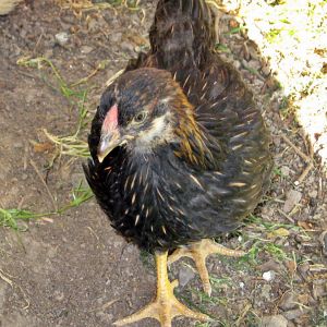Wilma Rooster