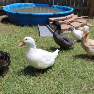 Noodle, Mr.Poopers, Maverick, Daisy and Taco