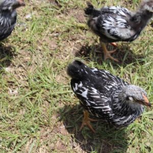Silver laced Wyandotte babies