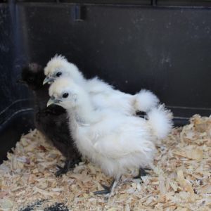 Sweet, Tart, and Pueblo