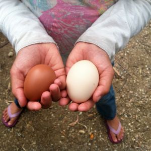Maya's first egg