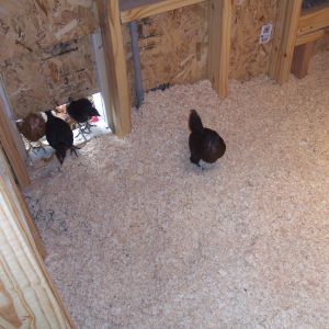 The girl's first time to enter the coop with bedding!