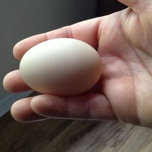 Golden comet from ideal poultry...only 5 months old...first egg,
